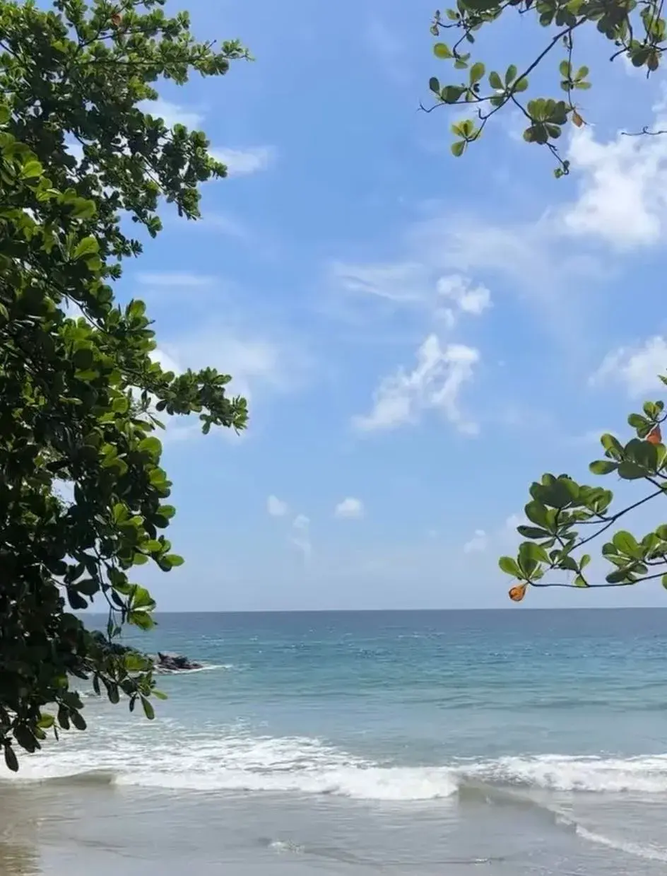 Bacolet Bay framed by sea-almond branches