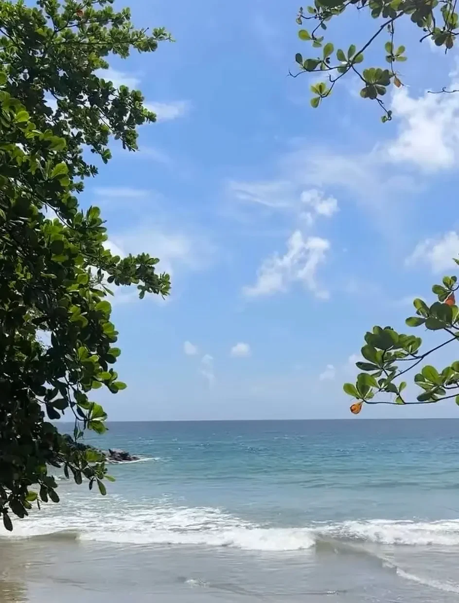 Bacolet Bay framed by sea-almond branches